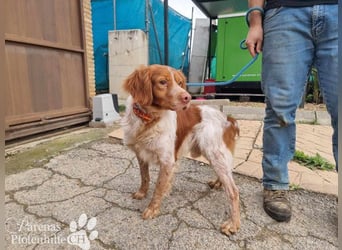 Cristobal ist sportlich und intelligent, ideal für aktive Menschen