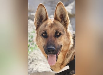 Lily, zutraulich, verträglich und freundlich