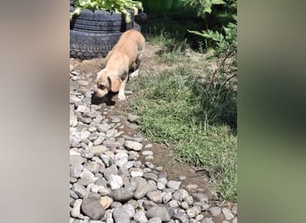 DOLLY - ich bin noch etwas zurückhaltend und suche ein liebevolles, geduldiges Zuhause