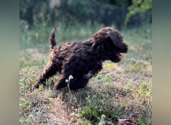 Lagotto Romagnolo – Hochwertige Welpen aus der registrierten Zuchtstätte King of the Truffles