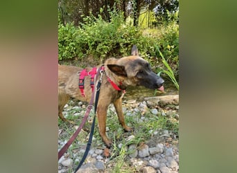 Schäferhund(mix) Freunde aufgepasst – hier kommt unsere Reika