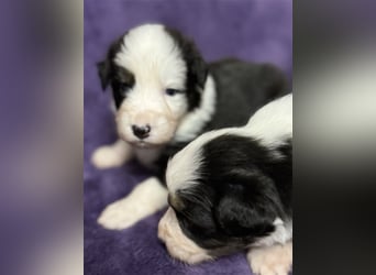 Australian Shepherd Welpen (ASCA)