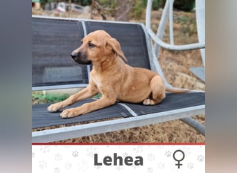 LAHEA ❤️ Eilig! sucht Zuhause oder Pflegestelle