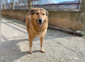 Molly- auf der Suche nach ihren Menschen