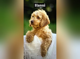 Goldendoodle mini Medium Doodle Abgabe an Pfingsten