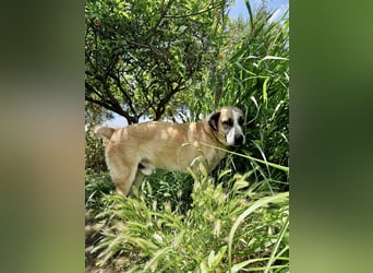 Ruhiger und gelassener Junghund WILLY (2 Jahre) sucht eine Familie