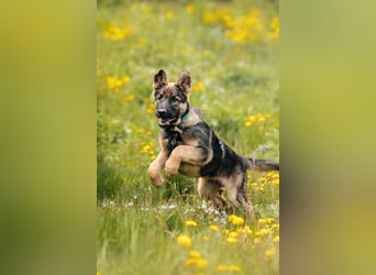 Verspielter Floppi sucht seine Menschen