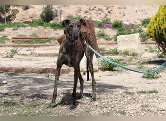 CORA-zarte Galgo-Seele auf der Suche nach einem liebevollen Zuhause