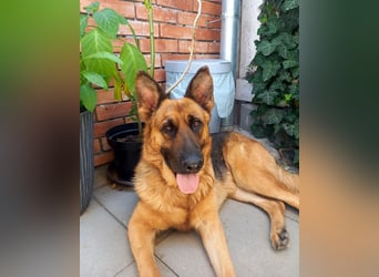 Molly sucht ein liebevolles Zuhause