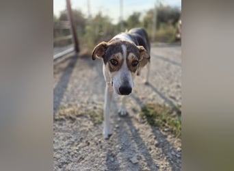 ALINA, Hündin, 3 Jahre, 50 cm, Mischling, Tierschutz