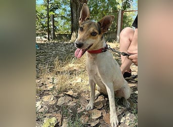 lebenslustige kleine ROXY - 3 Jahre, 38cm/8kg - Jack Russell-Mix