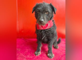 zarte kleine Hundeseele BORI - 6 Jahre, 40cm/9kg - Schnauzer-Mix
