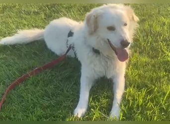 Pastorello: Traumhund sucht...