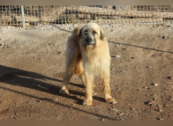 Wakame, wunderbare Dame ihrer Rasse, Gos d Atura /Briard Mix