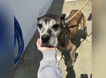 Gnadenplatz für Hedy gesucht