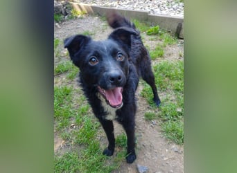 Verspielter ELVIS- sucht Zuhause für immer