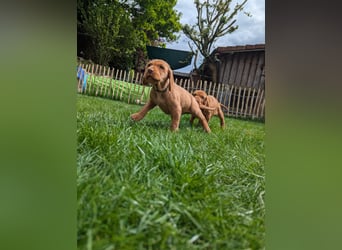 Ungarisch-Drahthaar-Welpen (UD) - Magyar Vizsla