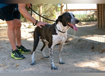 Casimo, Mix Labrador / Pointer, lieb und sozial