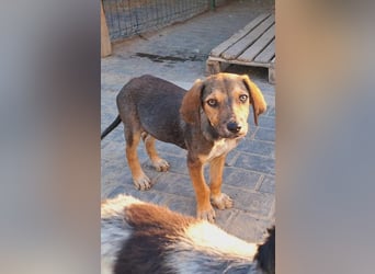 Leon sucht seine Menschen