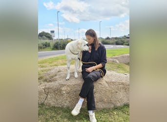 Lucio: Traumhund ohne Wenn und Aber