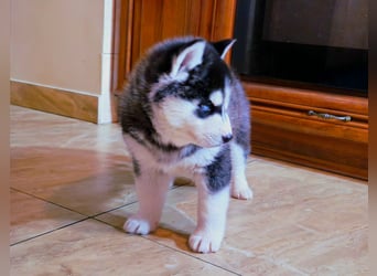 FCI Pedigree Blue Eyed Black & White Siberian Husky Champion Puppy