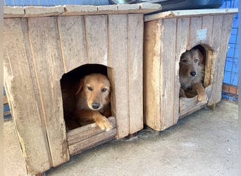 Kuckuck, wer schenkt Traumhund OLIVER ein liebevolles Zuhause?
