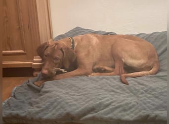 Magyar Vizsla Welpen in Erwartung