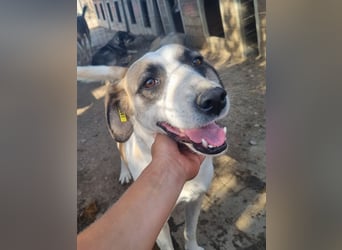 ♥KATJA♥ bezaubernde, verschmuste, geduldige Hündin mit besonderer Fellzeichnung 49 cm