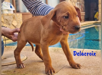 Delacroix 11/2022 (ESP) - verspielter, liebevoller und sportlicher Jagdhund-Mix Junghund!