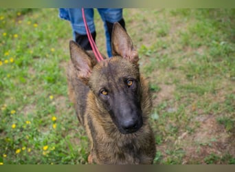 Chip 231769: Sucht ein Zuhause