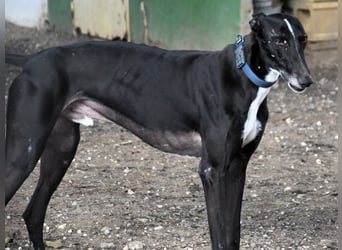 Faro2 05/2022 (in Deutschland) - verspielter und lieber, bezaubernder Galgo!