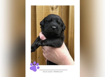 Wunderschöner Golden Retriever - Labrador Mix Welpe