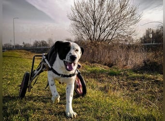 Rollihund FELIX - der hübsche, lebensfrohe Rüde sucht ein liebevolles Für-Immer Zuhause