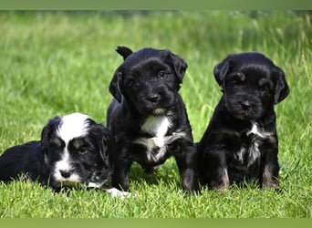traumhaft hübscher Tibet Terrier Welpen aus erfahrender Zucht  sind geboren dürfen im Juni ausziehen