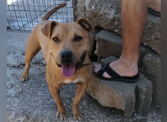 Piti-Mix-Mädchen♥Liv♥ Vermittlung z.B. nach A-CH-B-NL