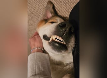 Sharky - Großer gemütlicher Bär sucht Familie zum Liebhaben (47839 Krefeld)