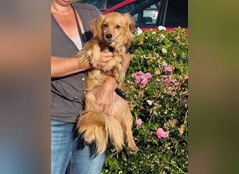 Bolota, Mix Dackel / Spaniel, noch schüchtern und ängstlich