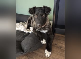 Laroche - Dein neuer bester Hundekumpel (32051 Herford)