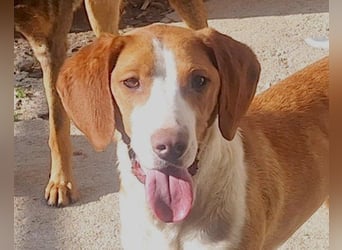 ♥Rosie♥ liebevolle, aktive Bracken-Lady