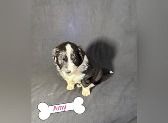 8 Australian Sheperd Welpen