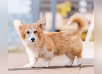 FLUFFY Welsh Corgi Pembroke HÜNDIN