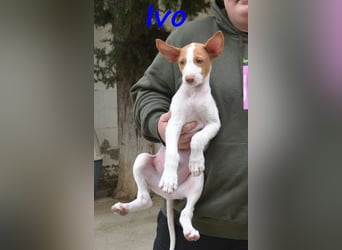 Ivo geb. 03/2025 (ESP) - verspielter Podenco Ibicenco Welpe!