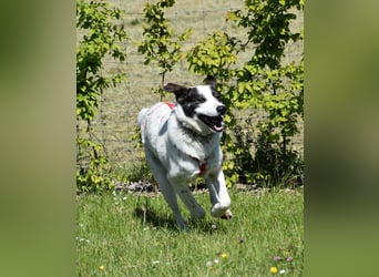 "Apollo", männlich, Mischling groß, geb. 01.07.2024, 60 cm