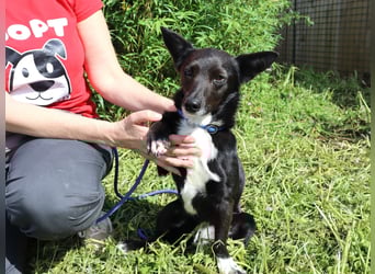 Hedi, Mix Dackel / Chihuahua, lieb und verträglich