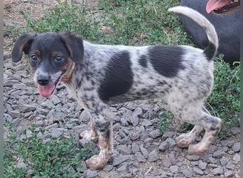 Süße Roxy ( * 03 / 2025 ) sucht ihre Menschen