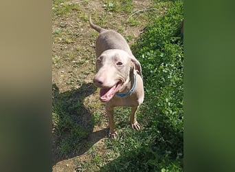 Vaiana – eine sanfte Weimaraner-Hündin