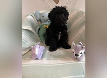 Wunderschöner Maltipoo rüde 6 Monate alt zu verkaufen