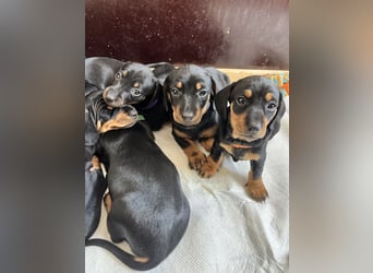 Dackel Welpen Black Tan