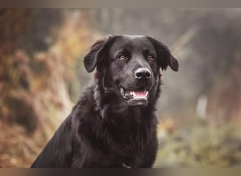 Kaukase-Hovawart Mix sucht neues Zuhause