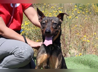 Leo, Mix Pinscher / Schäferhund , lieb und verträglich